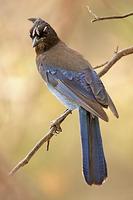 Stellers Jay ( Cyanocitta stelleri ) , Gila National Forest , New Mexico stock photo