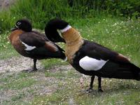 Australian Shelducks