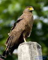 Philippine Serpent-Eagle Spilornis holospilus Endemic