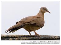 Spotted Dove