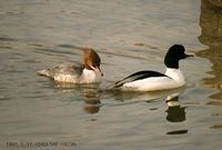 비오리 Common Merganser Mergus merganser