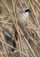 Long-Tailed Shrike Lanius schach 긴꼬리때까치