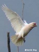 Long-billed Corella