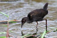 Ruddy-breasted Crake Porzana fusca, Punggol Grasslands, Singapore - 2005 © Paul Huang