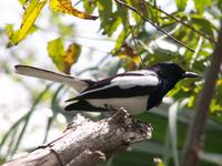 Oriental Magpie Robin