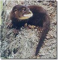 Hairy Nosed Otter (Lutra sumatrana)