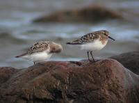 Sanderling (Calidris alba)