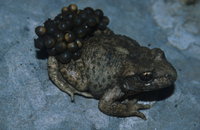 : Alytes dickhilleni; Midwife Toad of Hillenius