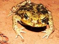 : Bufo ictericus; Yellow Cururu Toad