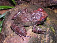 : Eleutherodactylus turquinensis