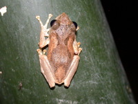 : Kurixalus idiootocus