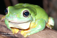 : Litoria splendida; Splendid Treefrog