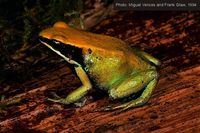 : Mantella viridis