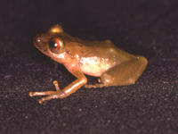 : Pristimantis petersi