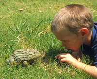 : Pyxicephalus adspersus; African Bullfrog