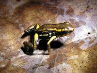 : Ranitomeya minuta