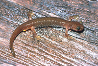 : Rhyacotriton olympicus; Olympic Torrent Salamander