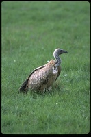 : Gyps coprotheres; Cape Griffon Vulture