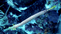 : Aulostomus chinensis; Chinese Trumpetfish