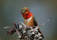 : Selasphorus sasin; Allen's Hummingbird