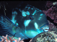 : Chlorurus gibbus; Heavybeak Parotfish