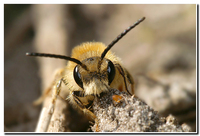 : Andrena vaga