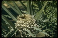 : Tyrannus verticalis; Western Kingbird