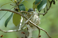 : Vireo solitarius; Blue-headed Vireo