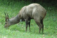 : Tragelaphus scriptus sylvaticus; Cape Bushbuck