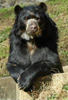 : Tremarctos ornatus; Spectacled Bear