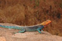 : Agama lionotus lionotus; Kenyan Rock Agama