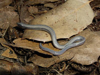 : Anniella pulchra; California Legless Lizard