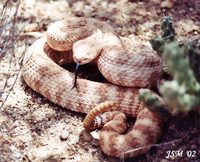 : Crotalus mitchelli; Southwestern Speckled Rattlesnake