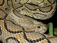 : Daboia russelii; Russell's Viper