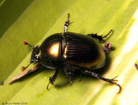 : Geotrupes sp.; Dung Beetle