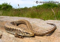 : Elgaria coerulea principis; Northwestern Alligator Lizard