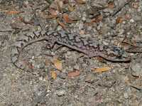 : Oedura lesueurii; Lesueur's Velvet Gecko