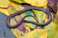 : Storeria dekayi dekayi; Northern Brown Snake