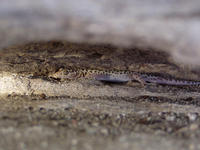 : Xantusia henshawi gracilis; Sandstone Night Lizard