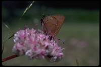 : Mitoura nelsoni; Nelson's hairstreak butterfly