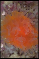 : Balanophyllia elegans; Orange Cup Coral