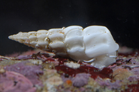 : Opalia borealis; Boreal Wentletrap