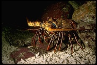 : Panulirus inflatus; Blue Spiny Lobster