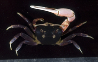 : Uca tetragonon