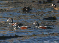 Harlequin Ducks back inside the bay. 1 October 2006. Photo by Jay Gilliam