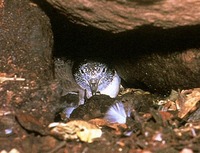 A streaked shearwater nestles between the rocks