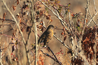 붉은배지빠귀 [brown thrush]