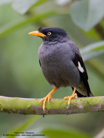 White-vented Myna Scientific name: Acridotheres javanicus