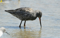 Fig. 10. Sptted Redshank : 학도요