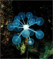 Ping-Pong Tree Sponge - Photo by Claire Nouvian